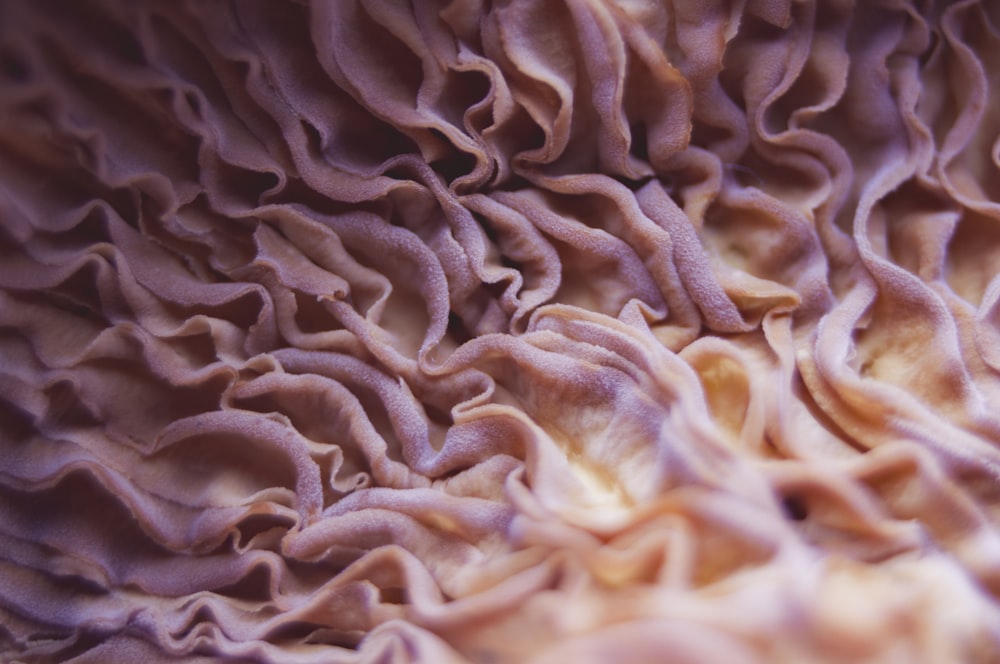 Una vista de cerca de un coral púrpura