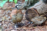 Two quails are on the ground surrounded by natural woodland debris such as bark and leaves. One quail is standing upright near a piece of cut tree log while the other seems to be pecking at the ground.