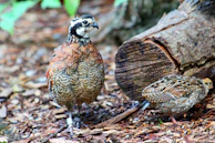 A quail pecking at grains scattered on the ground in a peaceful outdoor pen.
