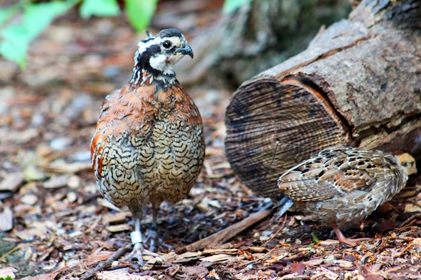 Two quails are on the ground surrounded by natural woodland debris such as bark and leaves. One quail is standing upright near a piece of cut tree log while the other seems to be pecking at the ground.