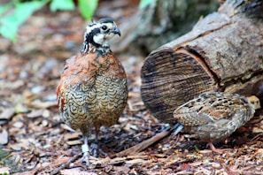 Two quails are on the ground surrounded by natural woodland debris such as bark and leaves. One quail is standing upright near a piece of cut tree log while the other seems to be pecking at the ground.