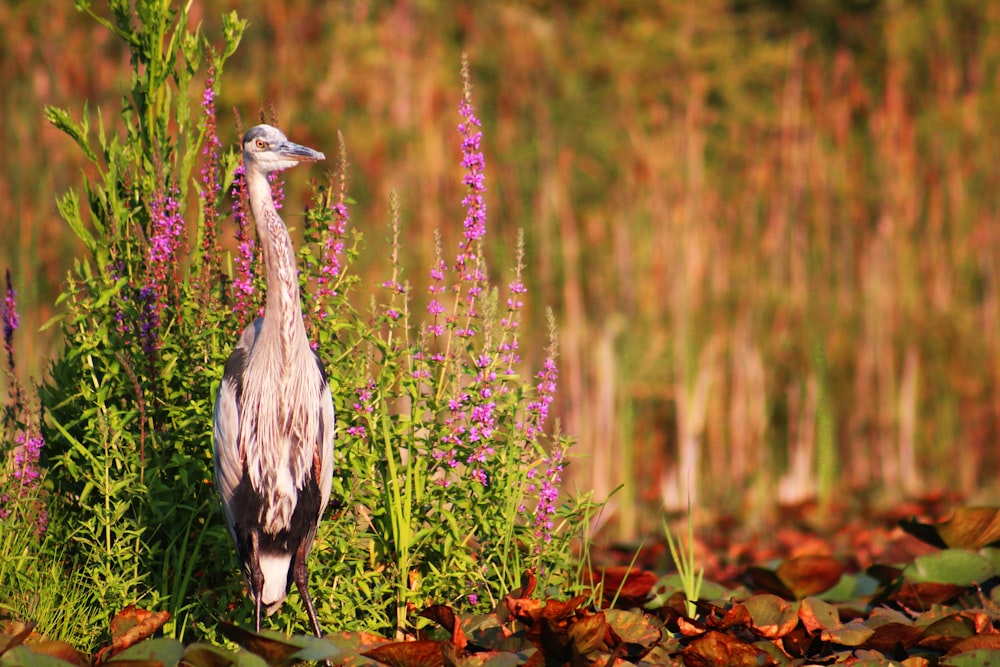 brown bird standing near pink flower during daytime