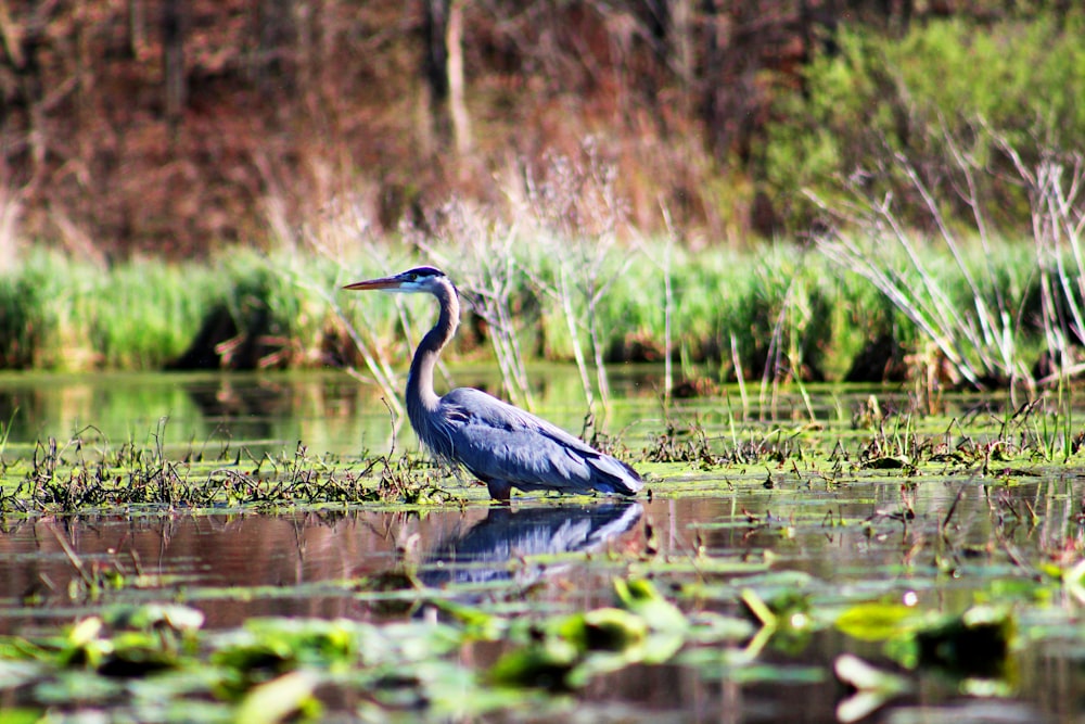 gray cane bird standing in body of water