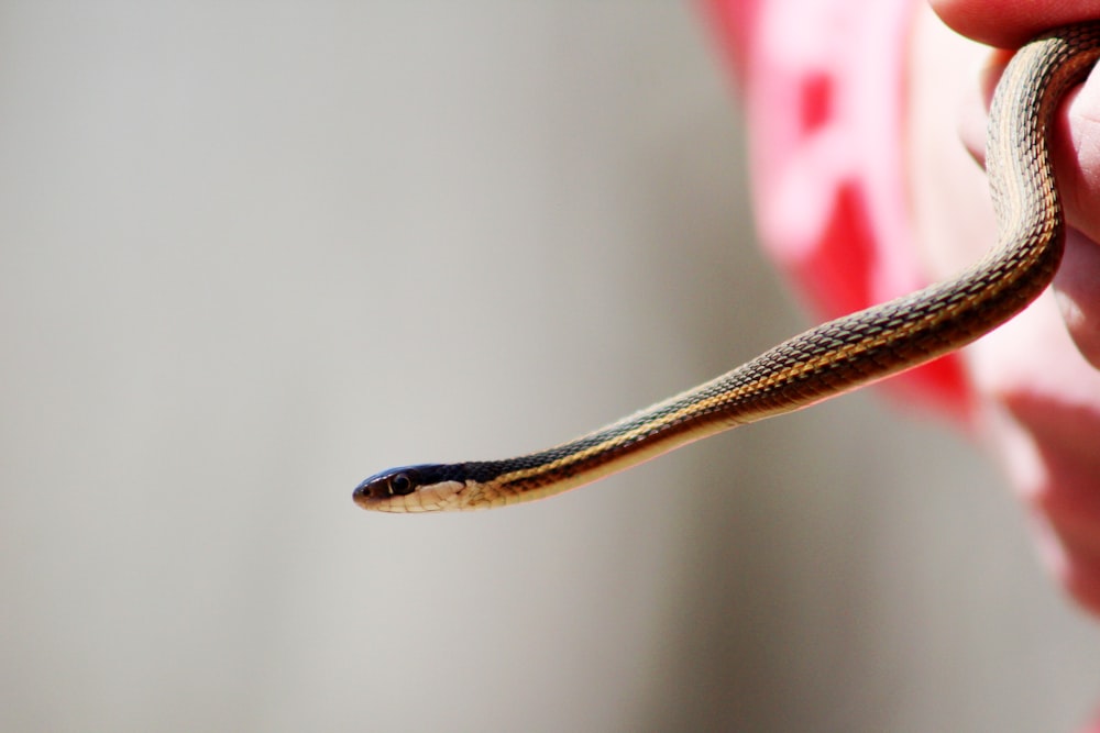ヘビの浅い焦点写真