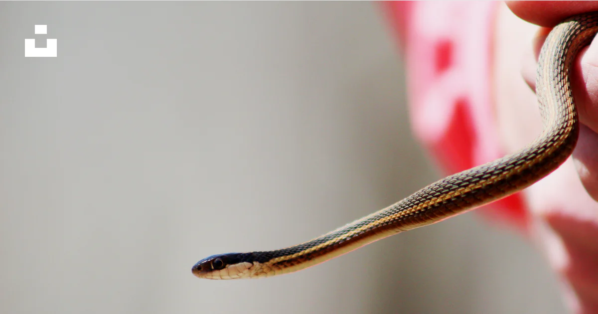 Shallow focus photography of snake photo – Free United states Image on ...