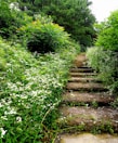 Pathway lined with wildflowers leading to the cottage.
