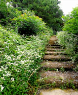A close-up of a stone pathway winding through lush greenery and colorful plants.
