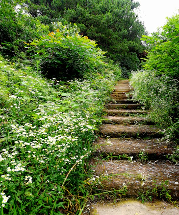 A sunlit garden path lined with delicate white flowers and lush greenery, inviting guests toward the ceremony.