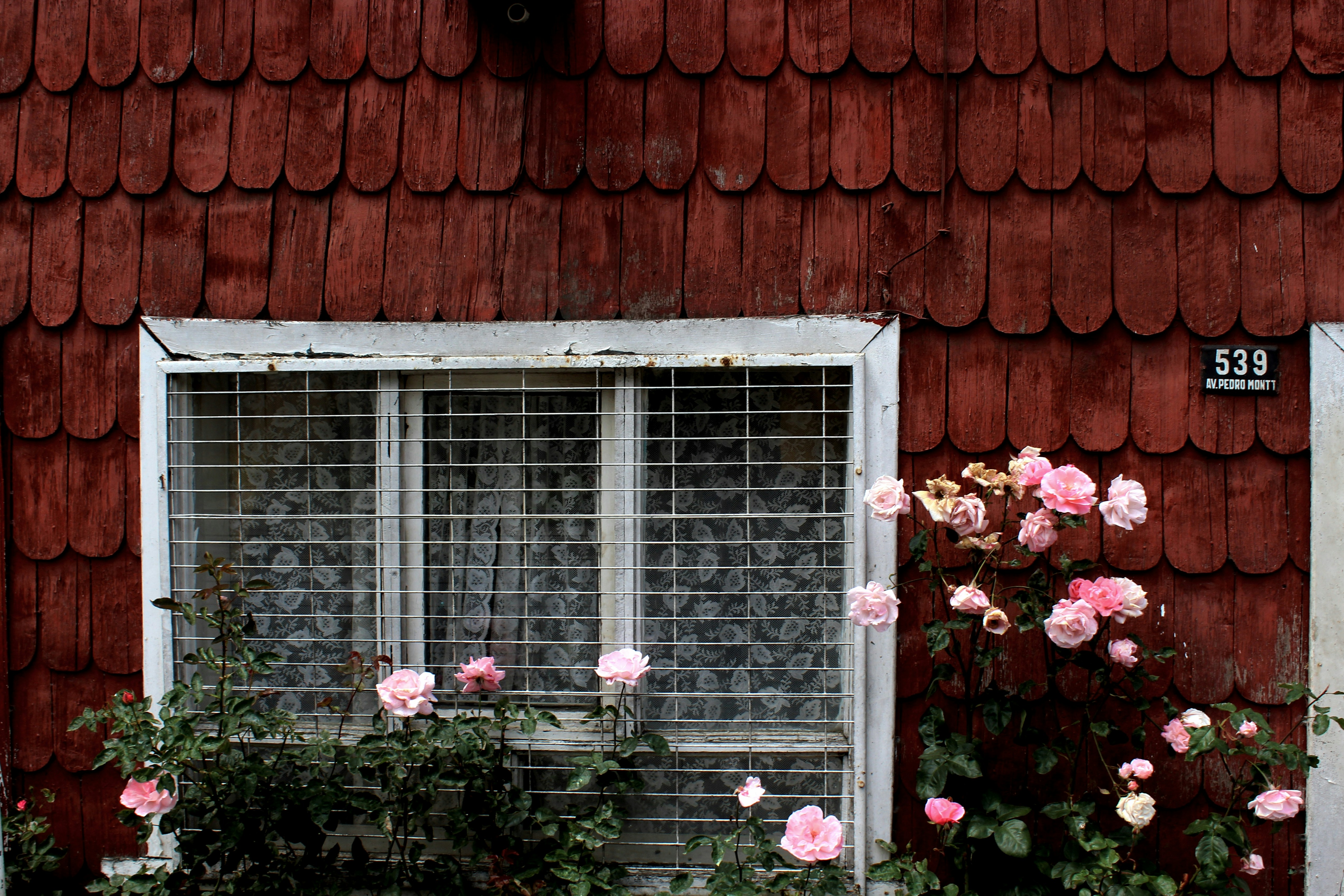 pink petaled flower near house window