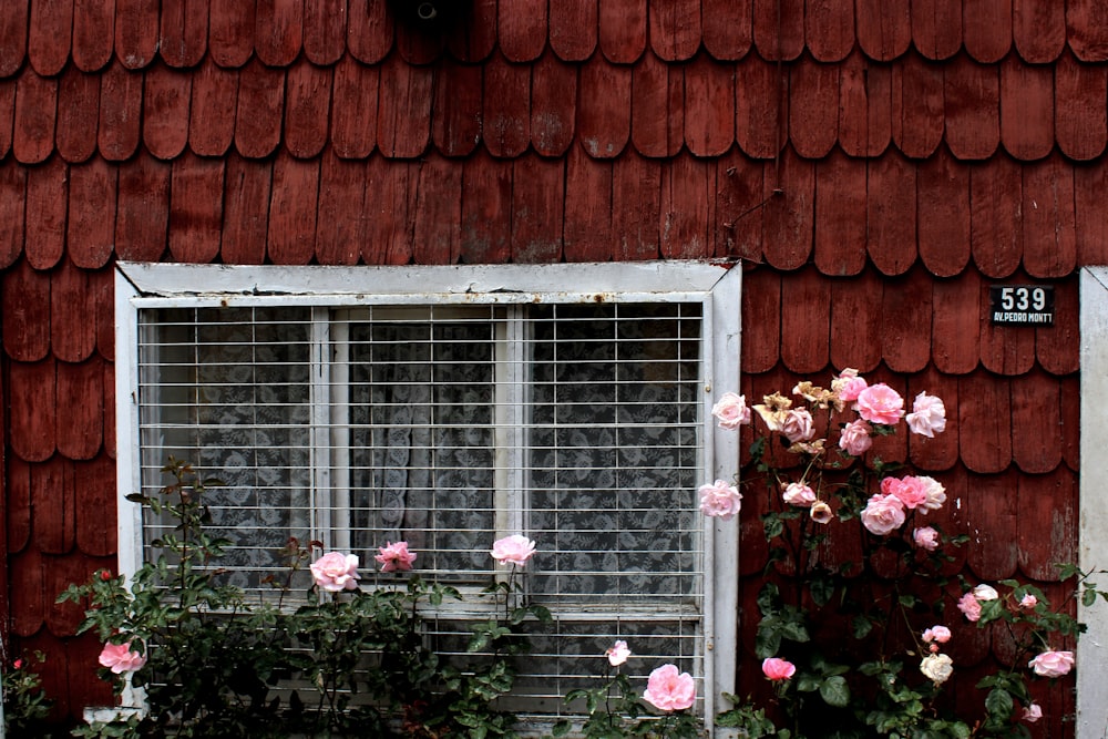 flor de pétalos rosados cerca de la ventana de la casa