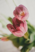 maroon-and-white petal flowers