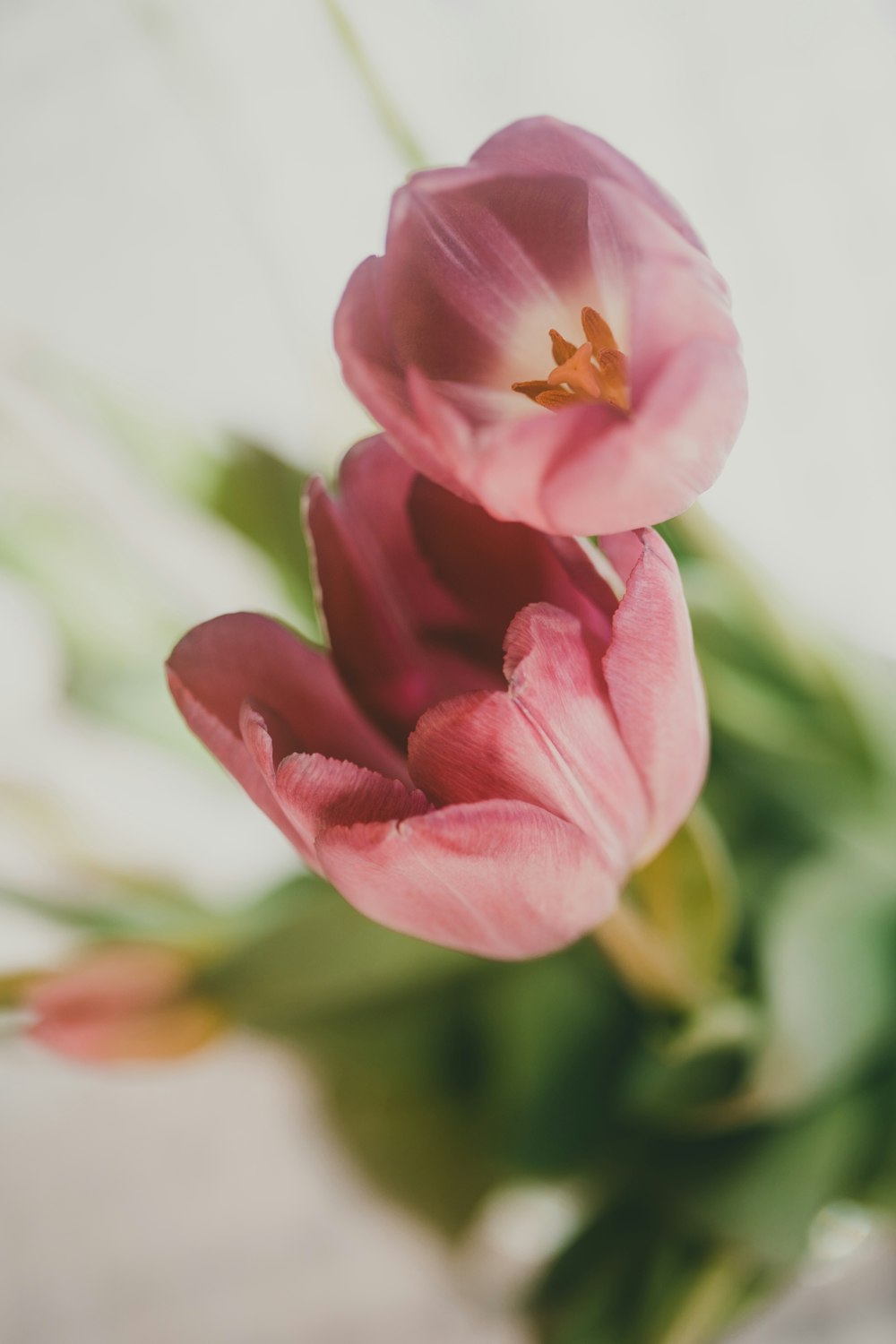 maroon-and-white petal flowers