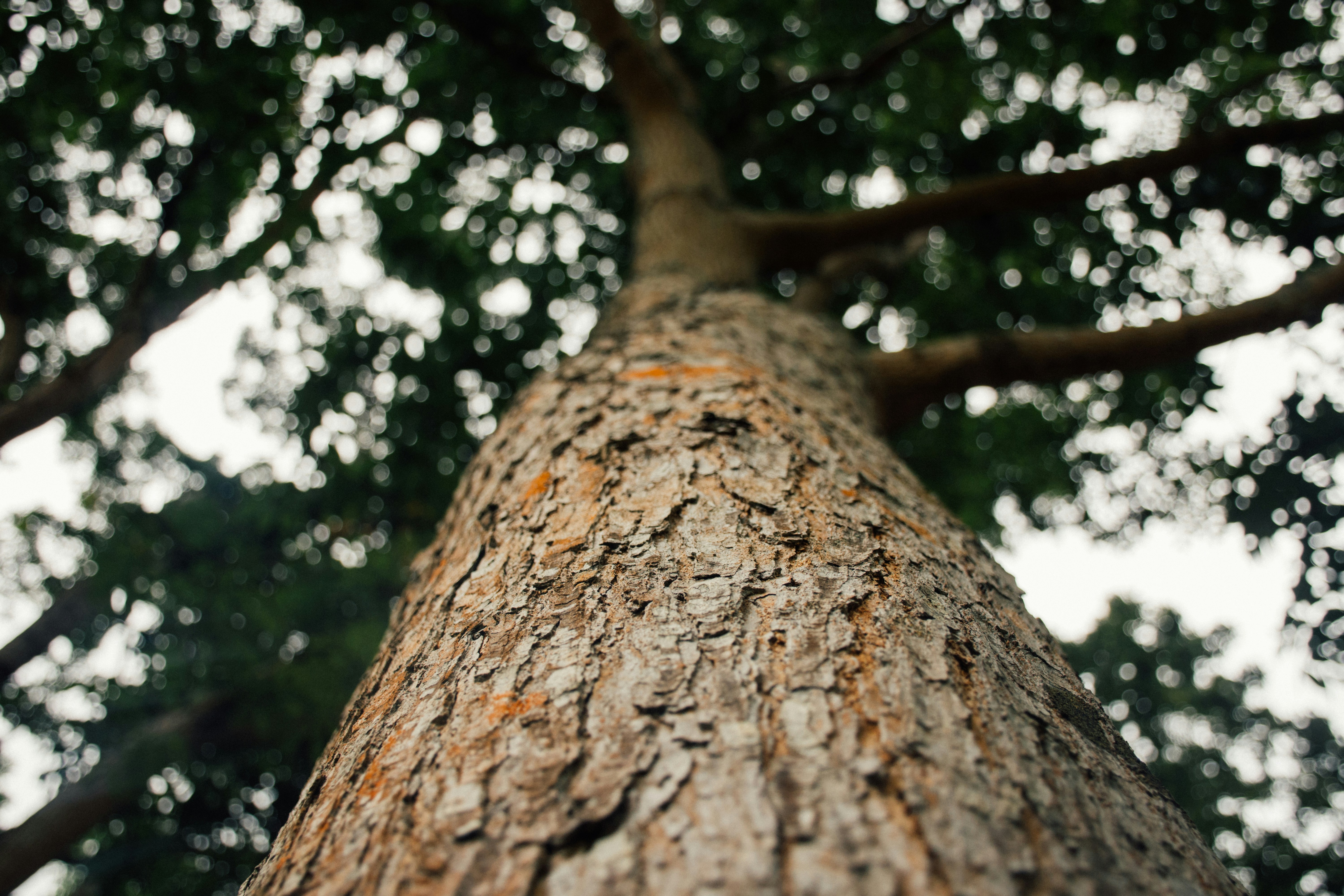 Choose from a curated selection of tree photos. Always free on Unsplash.