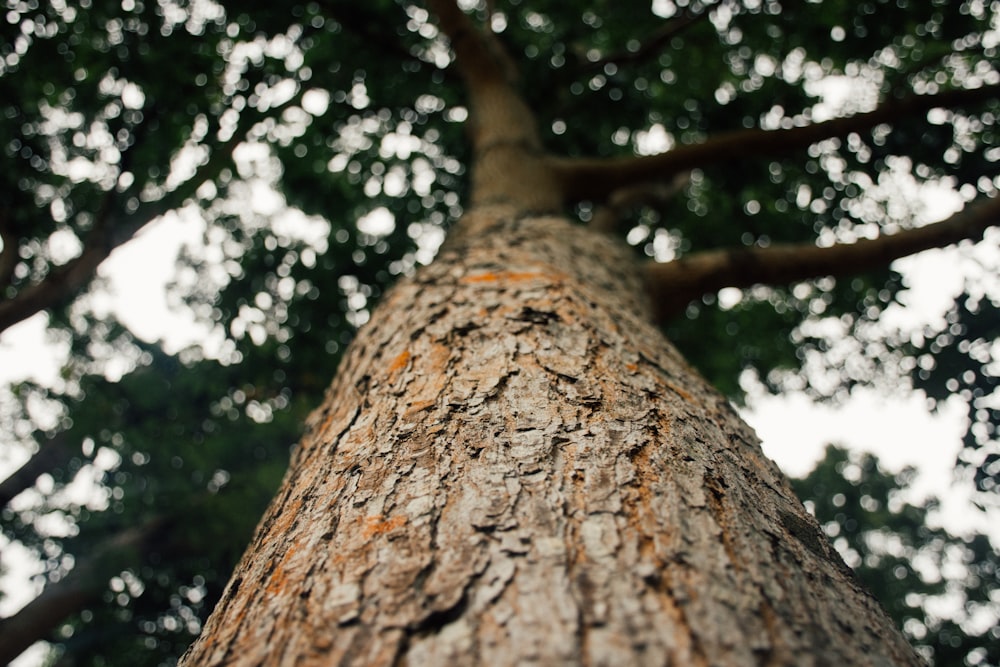 a close up of the trunk of a tree