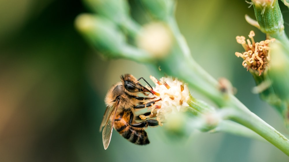 Un primer plano de una abeja en una flor