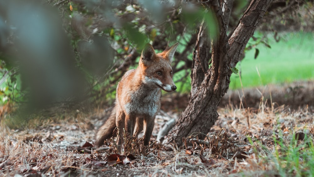 Fuchs steht tagsüber neben braunem Baum im Schatten des Baumes