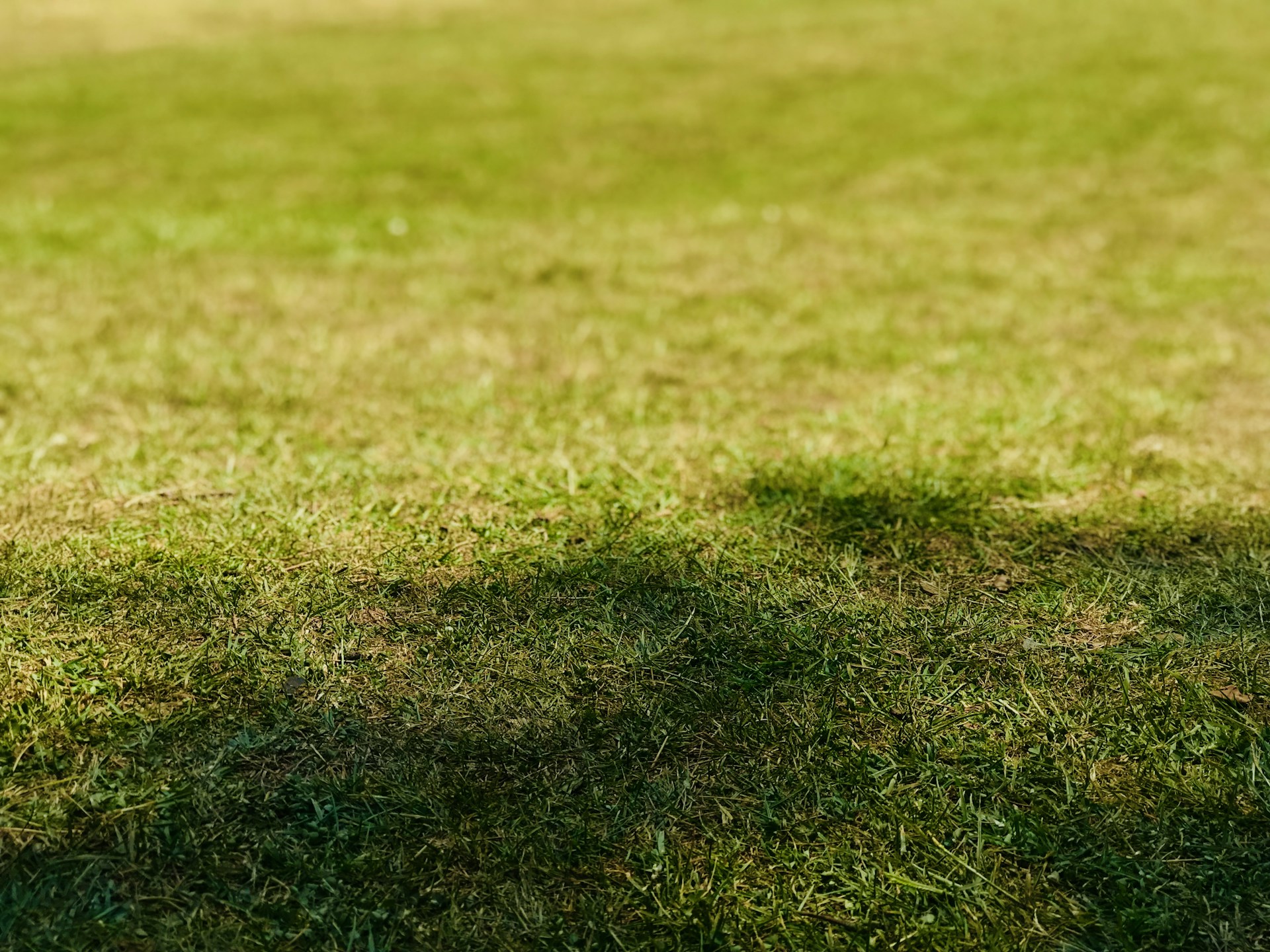 person showing green grass