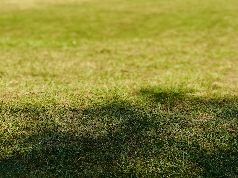 person showing green grass