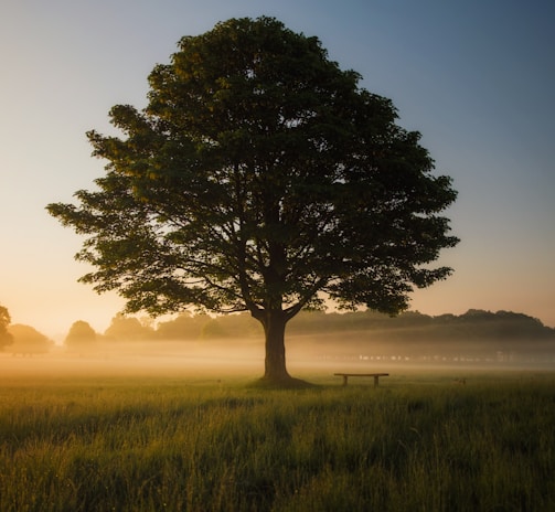 green leafed tree surrounded by fog during daytime
