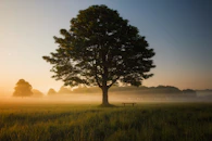 green leafed tree surrounded by fog during daytime