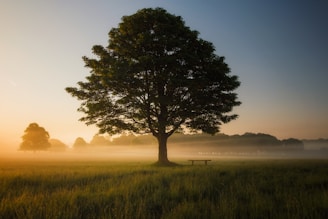 green leafed tree surrounded by fog during daytime