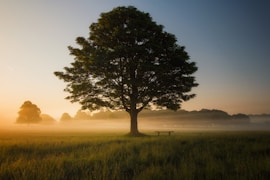 green leafed tree surrounded by fog during daytime
