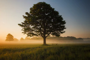 green leafed tree surrounded by fog during daytime
