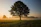 green leafed tree surrounded by fog during daytime