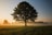 green leafed tree surrounded by fog during daytime