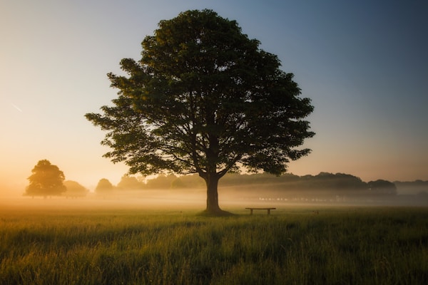 green leafed tree surrounded by fog during daytime