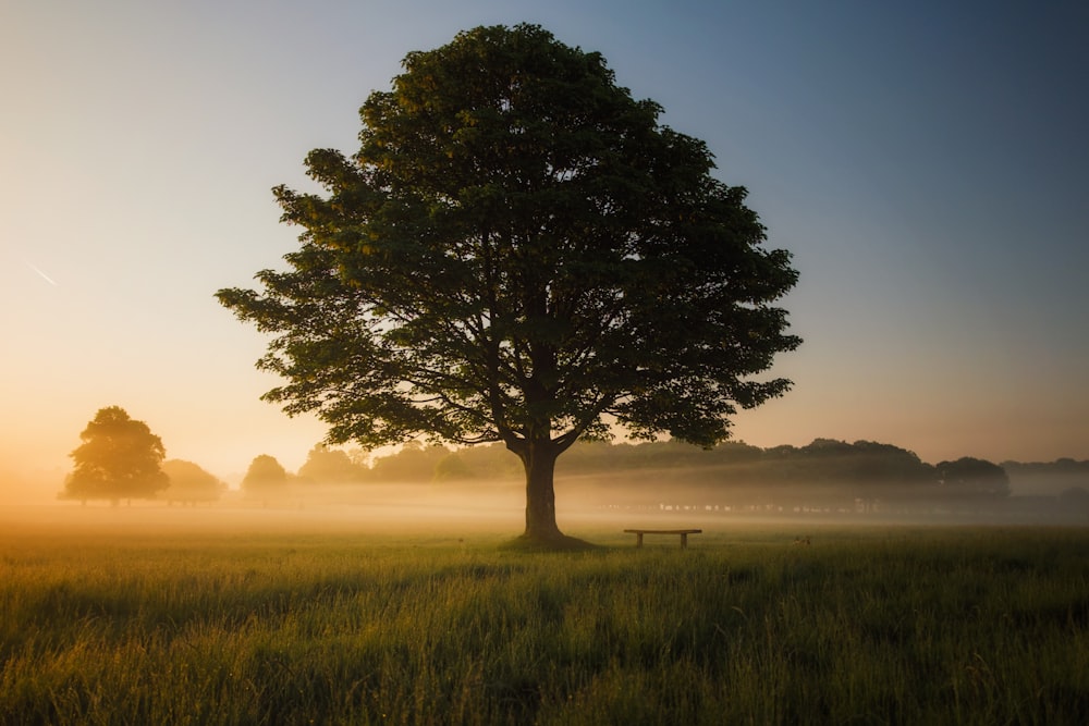 arbre à feuilles vertes entouré de brouillard pendant la journée