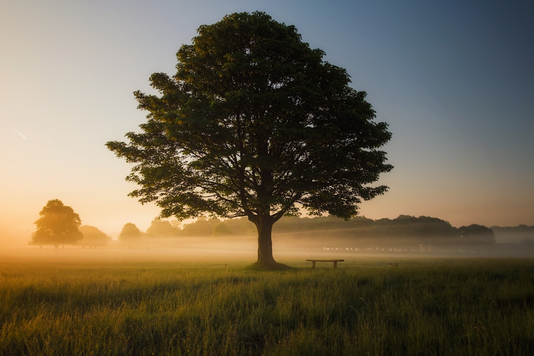 Why Tree Planting Matters in Texas: A Guide to Sustainable Growth