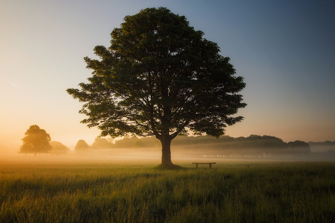 Perhaps one the best vantage points in Richmond Park, London. This bench is perfectly placed beneath a lonely tree, giving a clear view of the open fields and woodlands in every direction. In the early morning mist there’s a certain melancholy about the place - you could sit and ponder life here, without a care in the world.