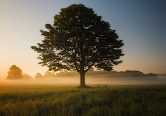 green leafed tree surrounded by fog during daytime