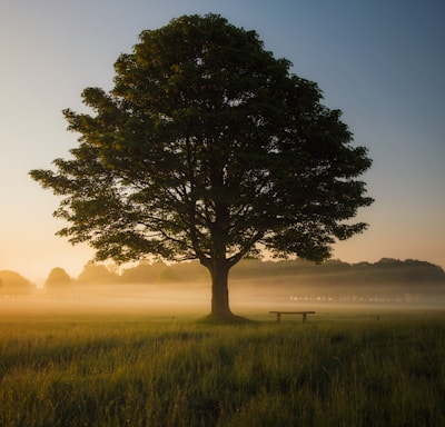 green leafed tree surrounded by fog during daytime