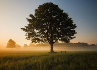 green leafed tree surrounded by fog during daytime