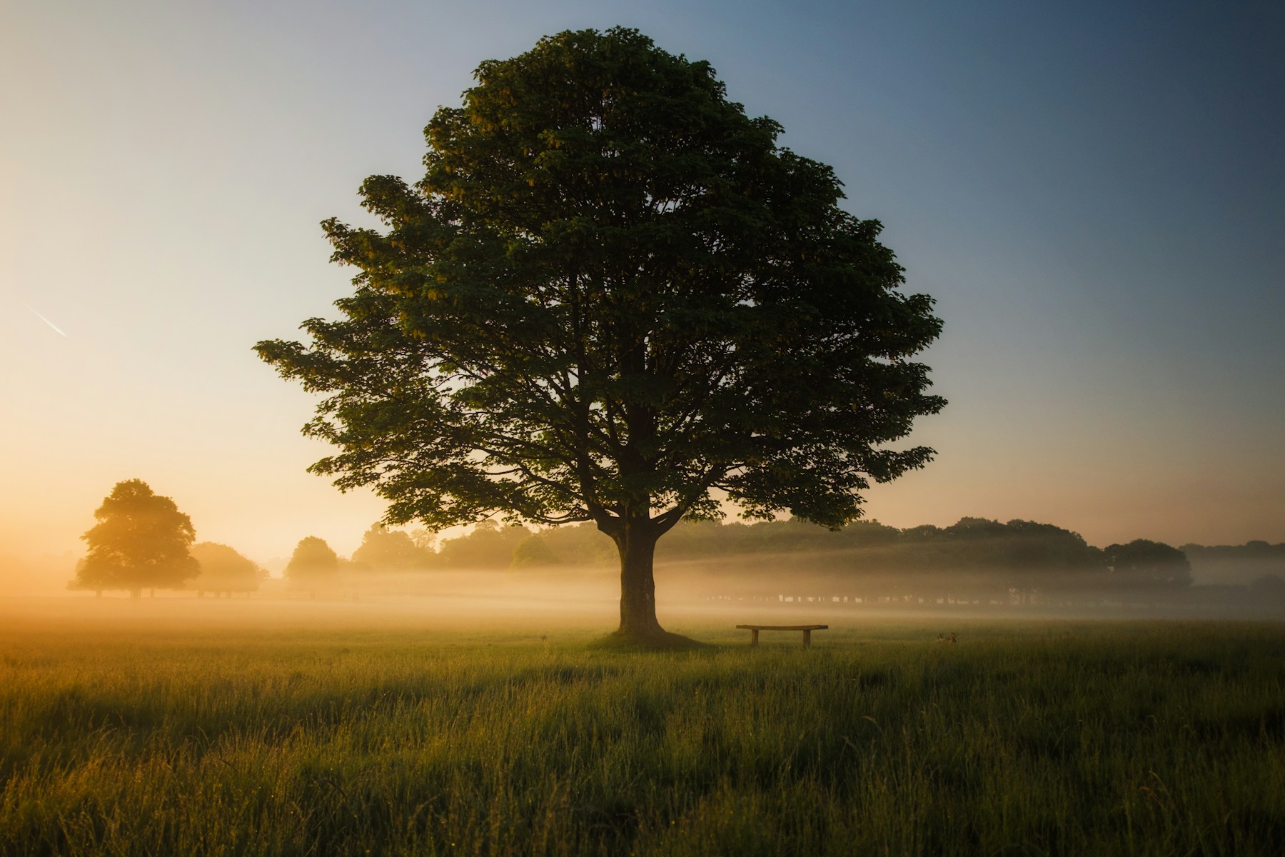Serene natural wellness