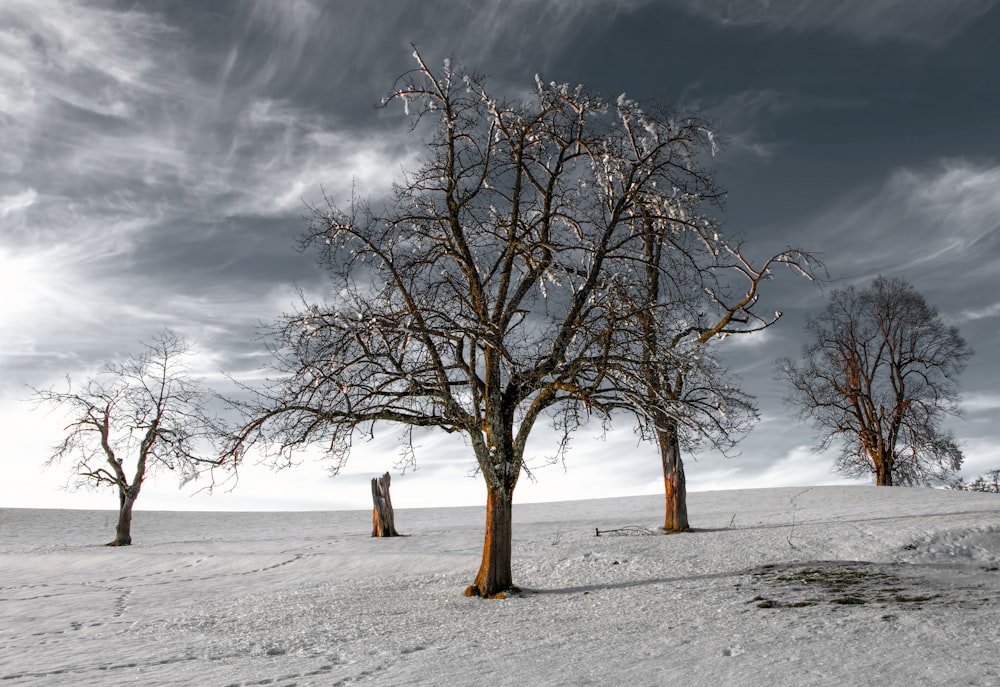 albero spoglio nel campo