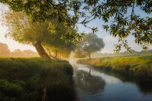 River beside trees and grass in Richmond Park, London
