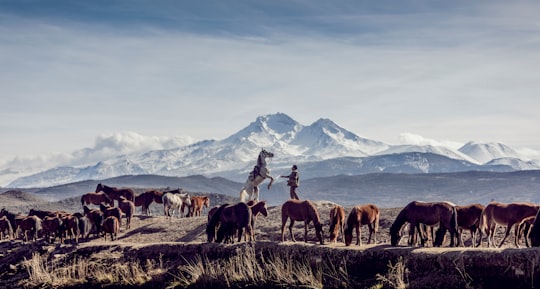 horses in brown open field viewing mountain at daytime in Mount Erciyes Turkey