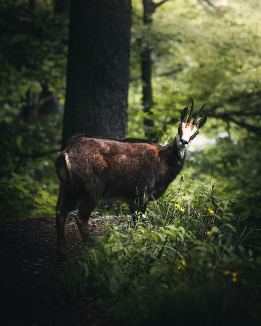 Antilope brune dans la forêt