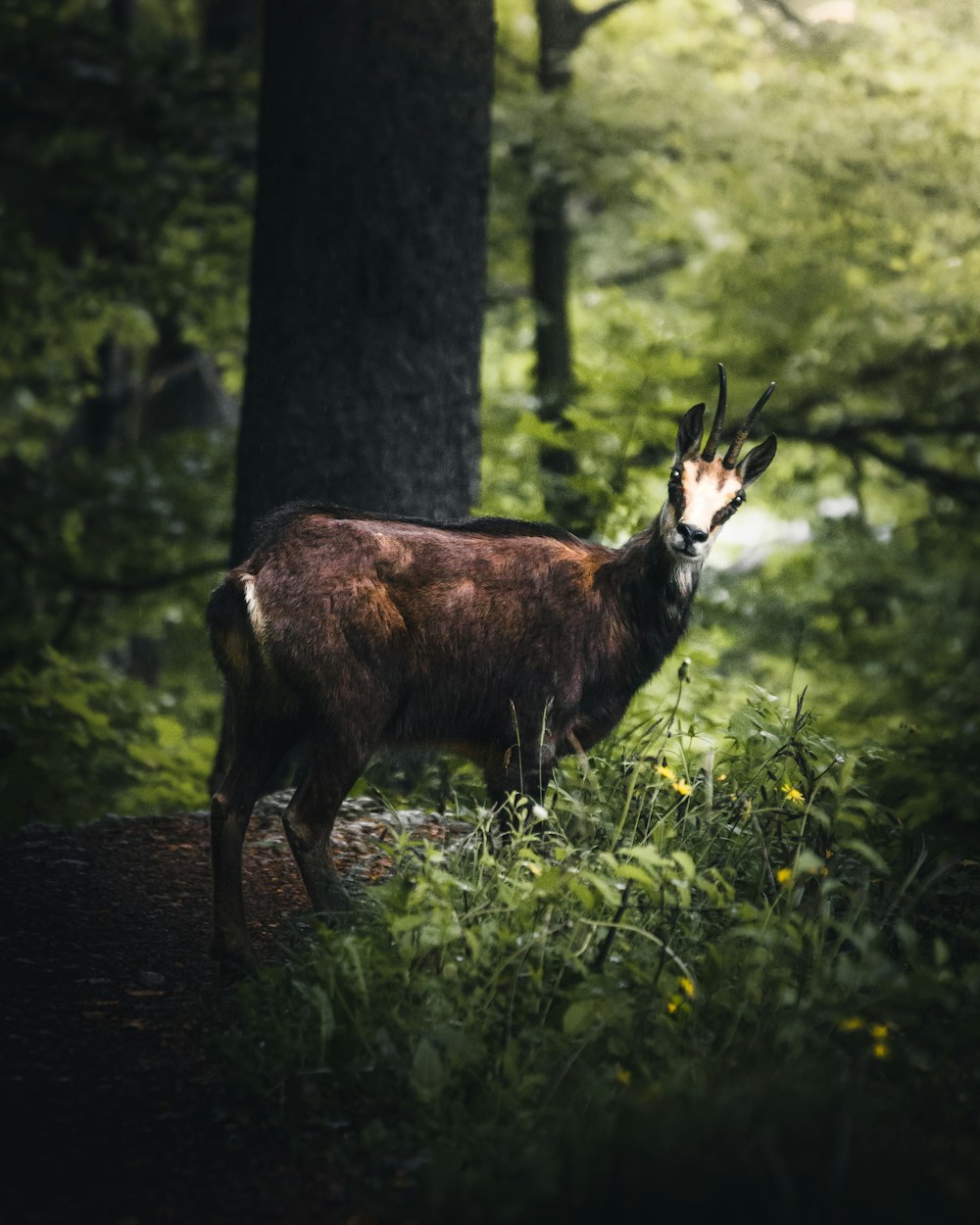 brown antelope in forest