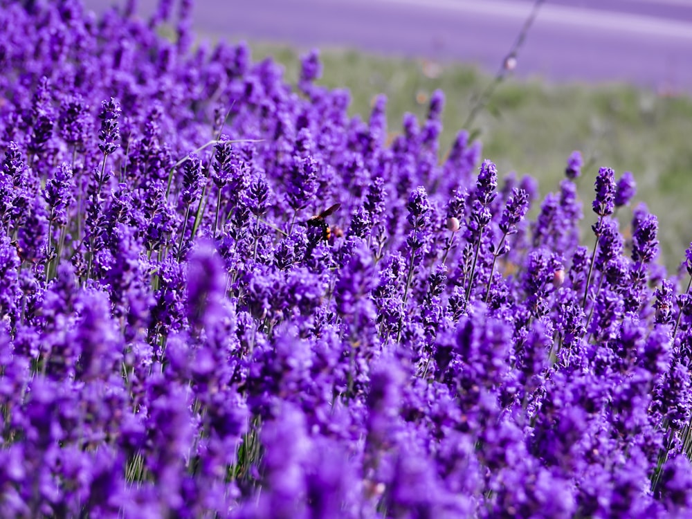 fotografia ravvicinata del campo di fiori di lavanda viola