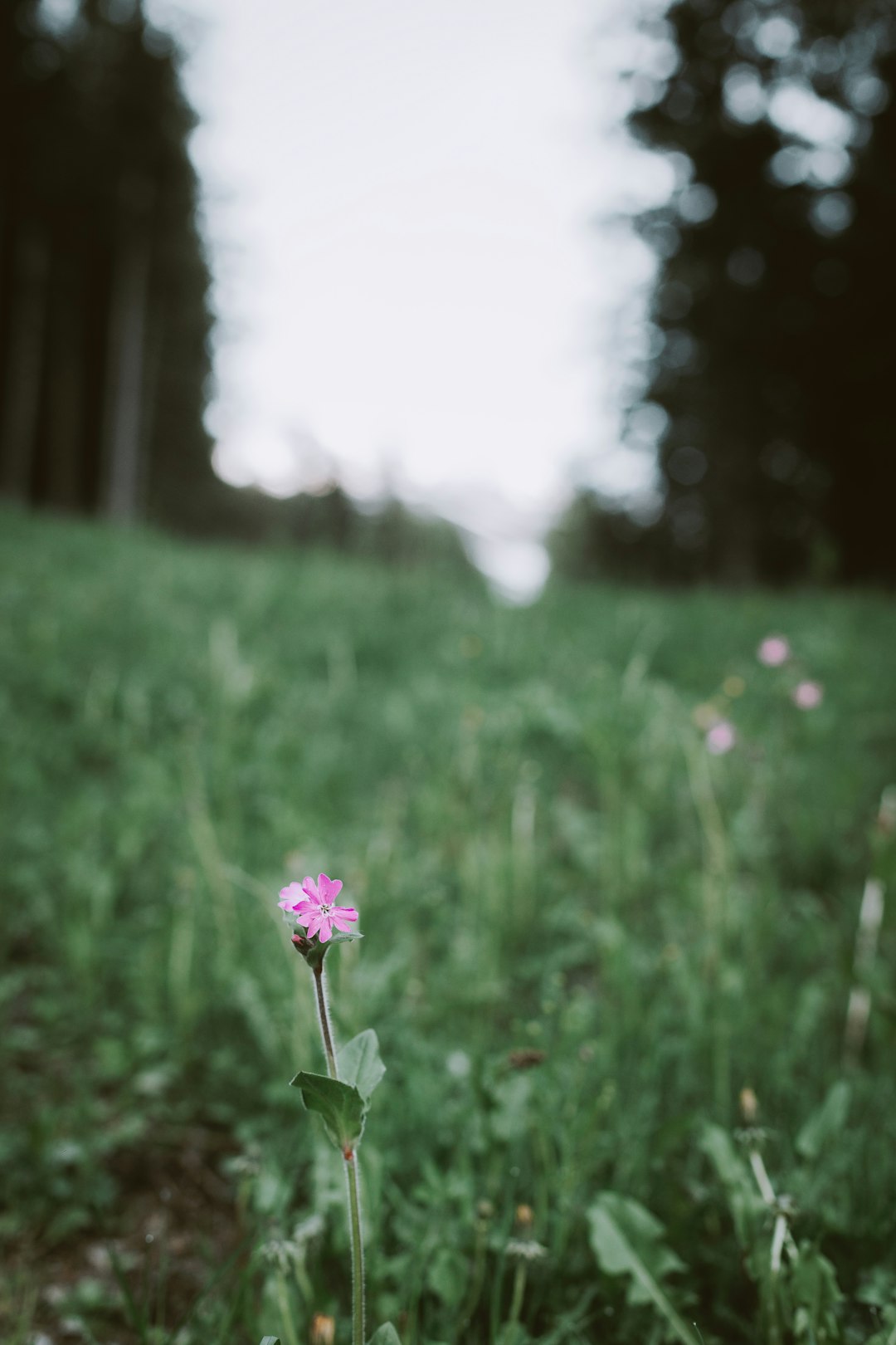 pink flower with green grass