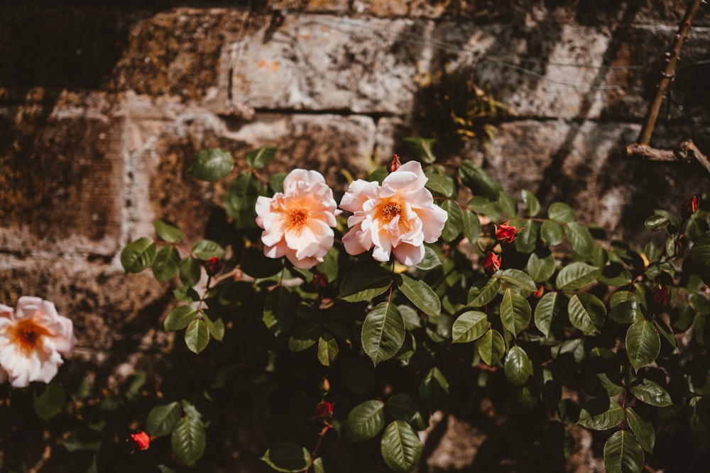 white and pink petaled flowers