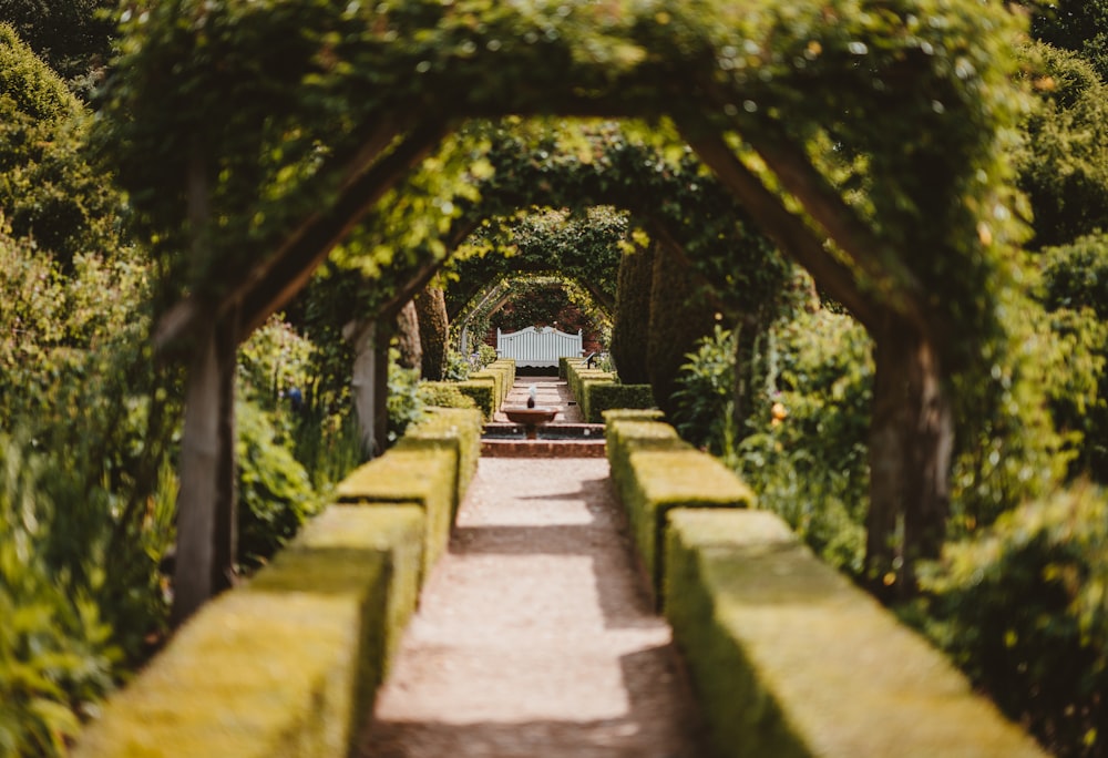 pathway surrounded by green leaf plant