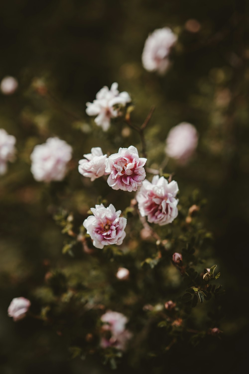 fotografia de foco seletivo de flores de pétalas brancas