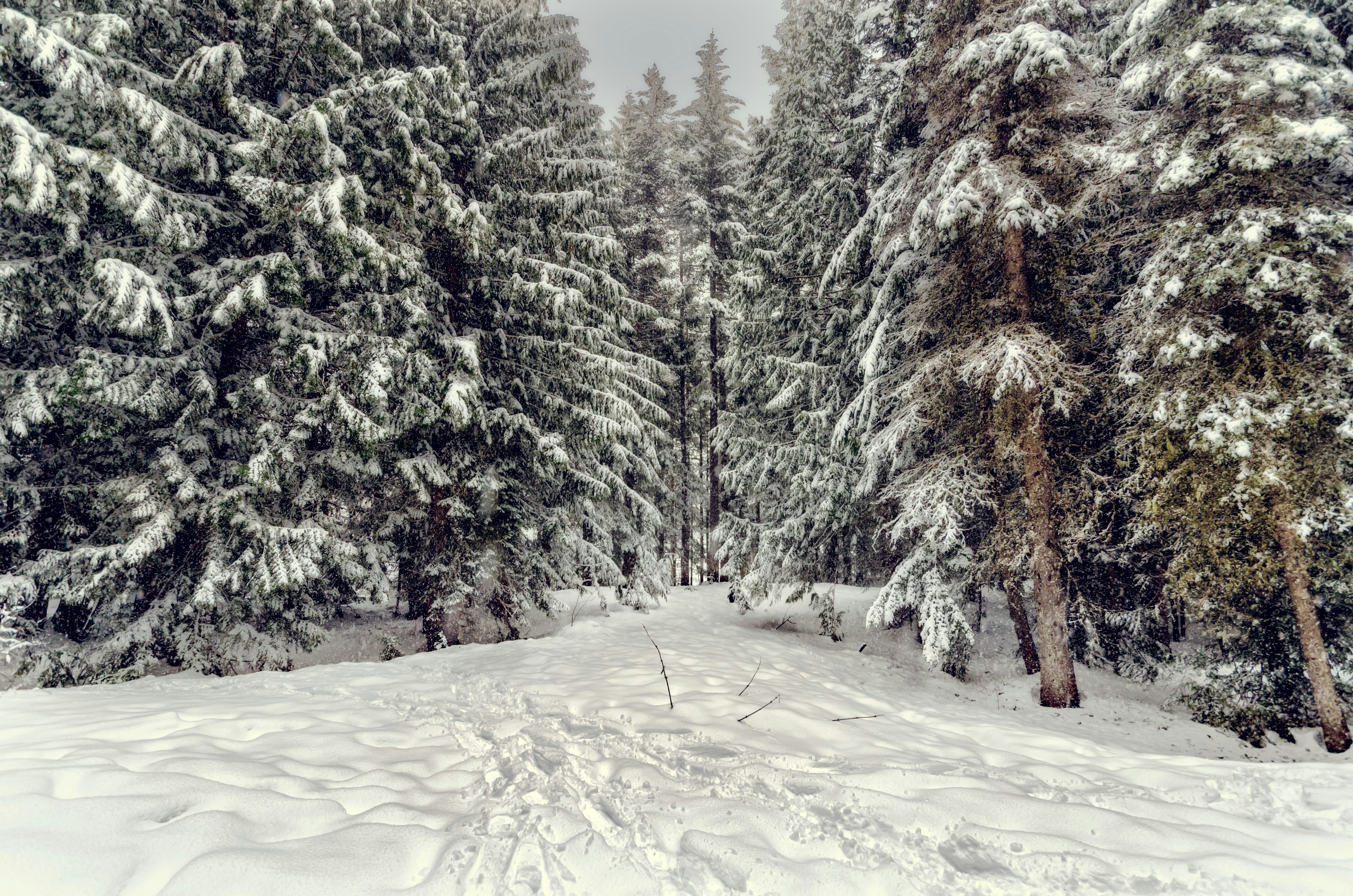 The Role Of Nature In Enhancing Cold Plunge Practices