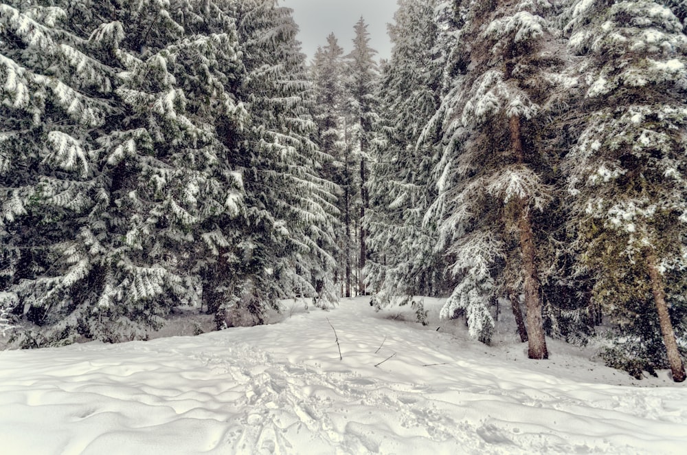 snow-covered pine tree under cloudy sky