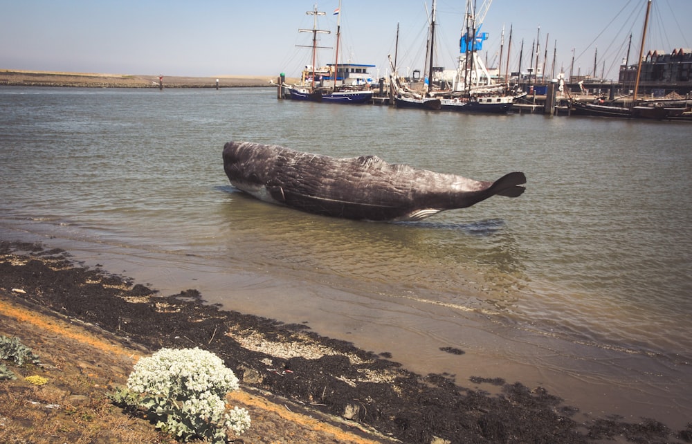 gray fish floating near seashore during daytime